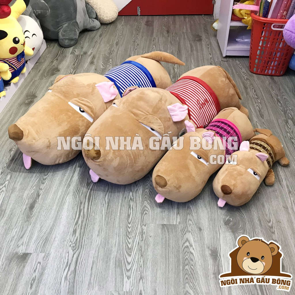 Chó Puco mặt ngu