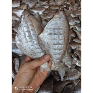 Cá Đội Đèn 1 Nắng