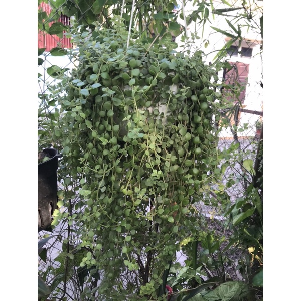 Cây vảy rồng