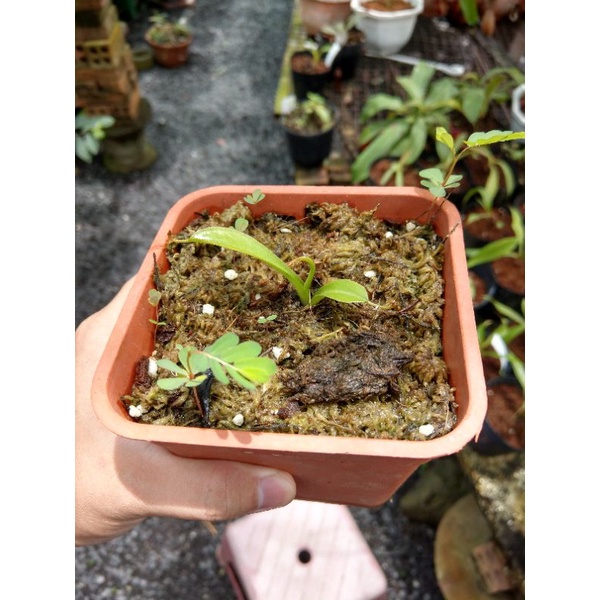 Cây nắp ấm Nx Lowii x Ventricosa