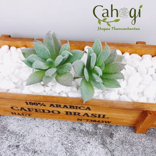 Cây Giả - Sen Đá Phủ Phấn SP090974