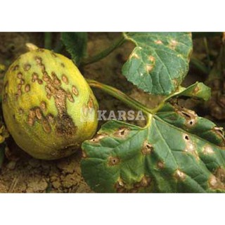 THUỐC TRỪ NẤM BỆNH - 20gram/ gói