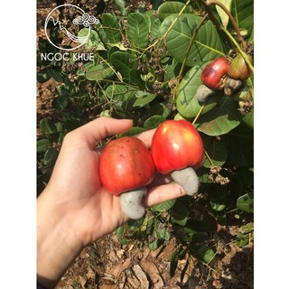 [TÁCH LỤA] HẠT ĐIỀU RANG MUỐI NGỌC KHUÊ (175g)