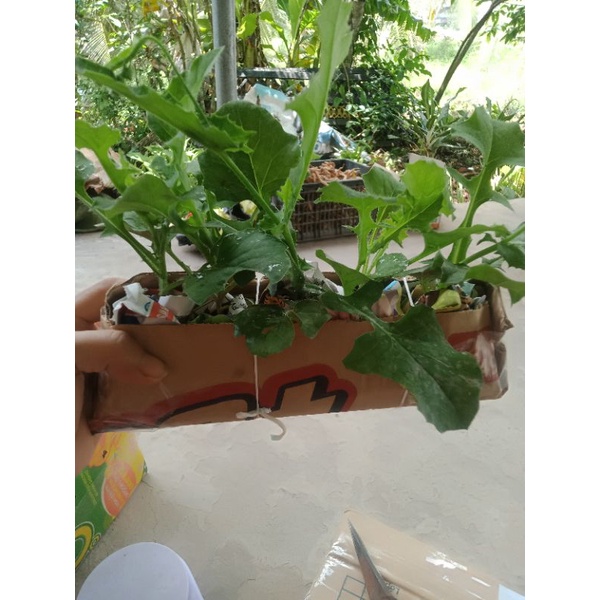 5 cây giống rau mặt trăng