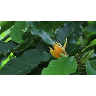 Bầu cây giống hoa hoàng lan (Ngọc lan vàng)