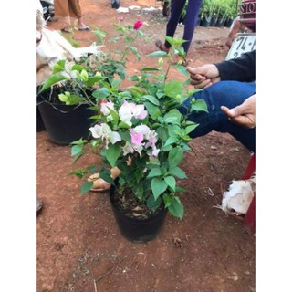 Cây hoa giấy Thái phớt hồng đã có hoa