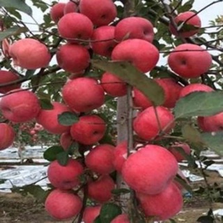 Cây giống táo đỏ ruột đỏ