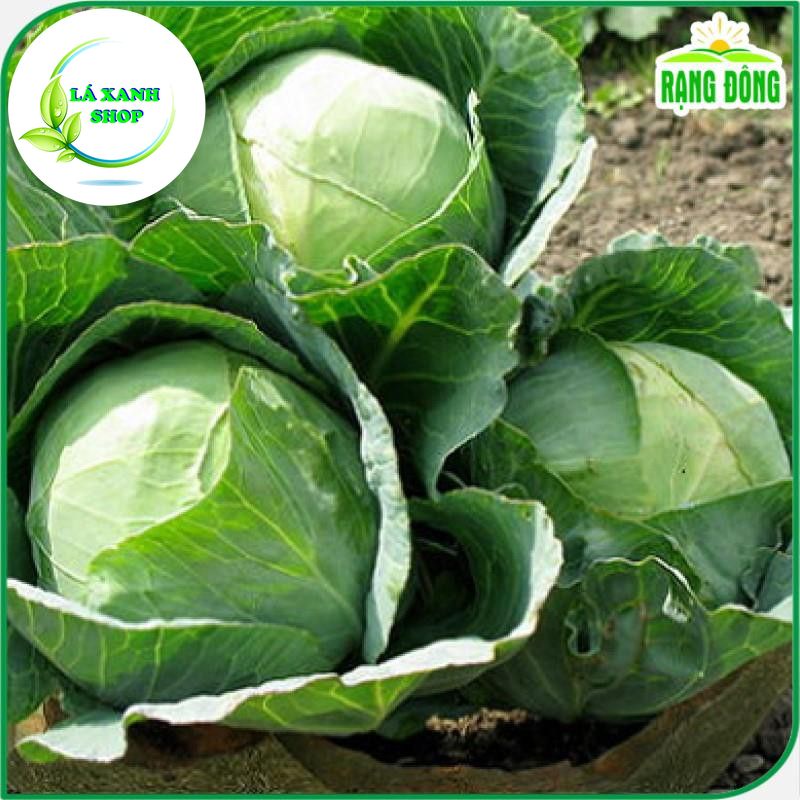 Hạt Giống Bắp Cải Xanh Lai F1 Chịu Nhiệt Tốt, Năng Suất Cao (gói 0,5 gram) - Hạt giống Rạng Đông