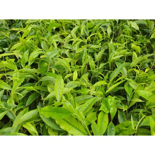 Combo 10 Cây Dó Bầu (Trầm Hương)
