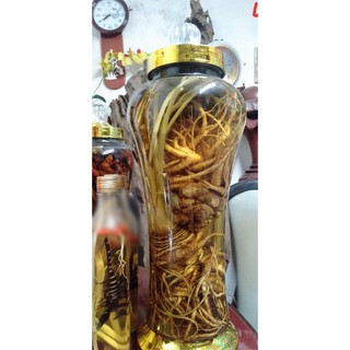 hạt giống sâm đương quy