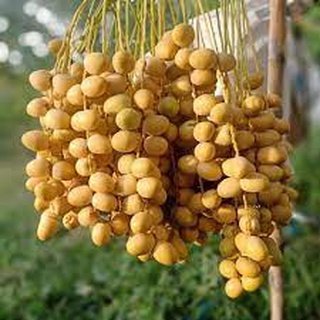 Cây GIỐNG Chà Là Barhee. [ BẦU TO, CÂY ƯƠM ĐƯỢC 2 NĂM ]