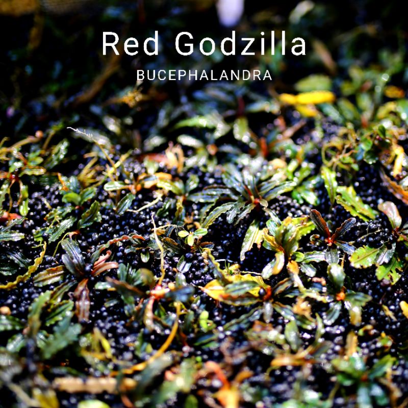 Red Godzilla | Cây thủy sinh lá dài siêu đỏ | Hàng ngọn | lá cạn