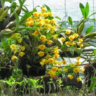 Phong lan Hoàng lạp