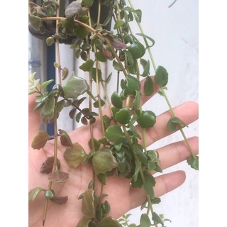 [mua 1 tặng 1] Cây vẩy rồng (dây nhân giống)