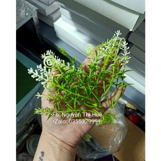 100gr cỏ điểm dùng trang trí hoa,oản