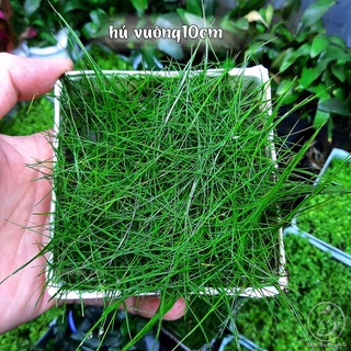 Cỏ Ngưu Mao Chiên Lùn Xoè - Cây thuỷ sinh trải nền