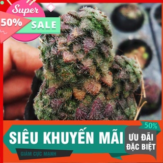 Sen sidum phật bà mới