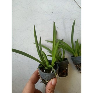 Vũ nữ bút chì nhiều màu