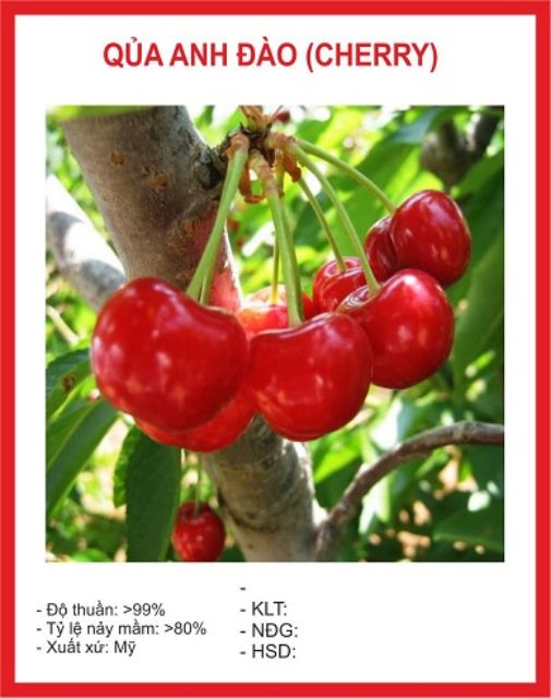 Gói 5 Hạt Giống Cherry Mỹ Cao Sản