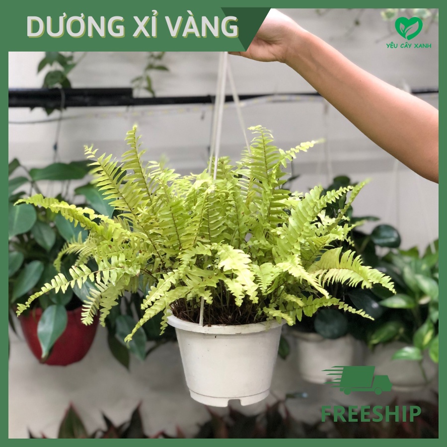 Cây Dương Xỉ Vàng chậu treo trang trí nội thất, sân vườn