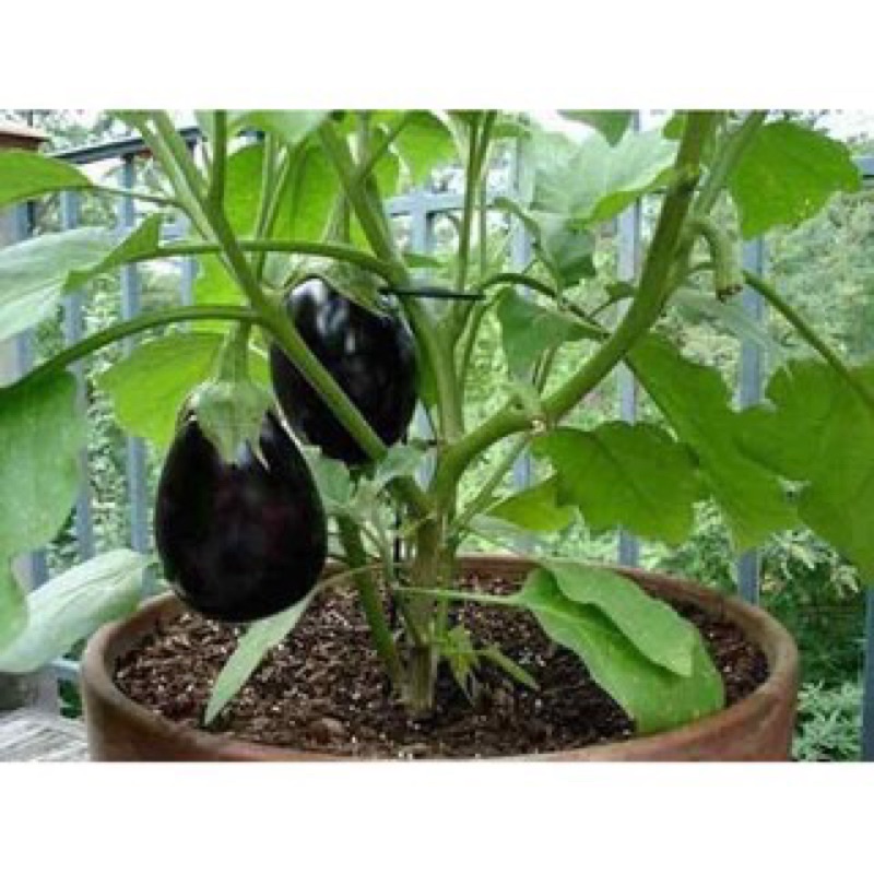 Hạt giống cà tím giọt nước cao sản F1