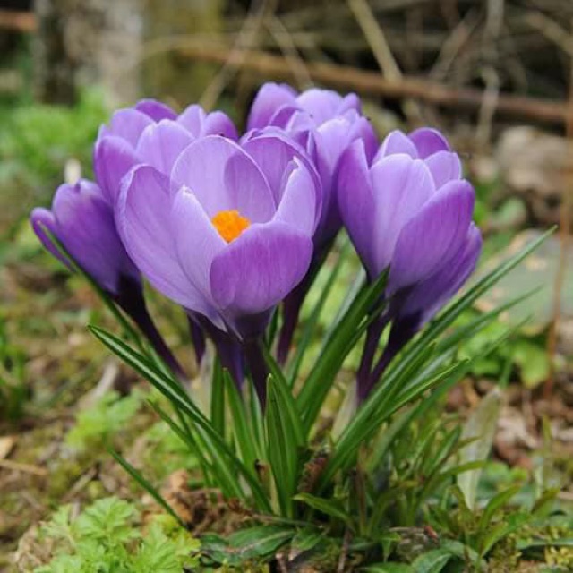 Củ hoa nghệ tây Crocus