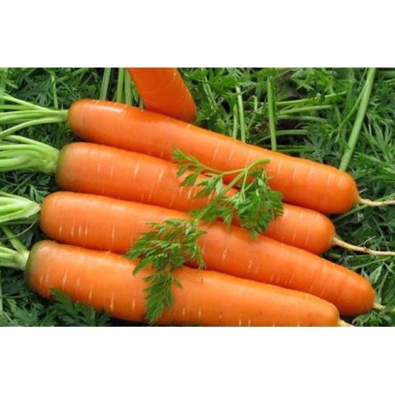 Hạt giống Cà Rốt Chịu Nhiệt F1 Siêu Dễ Trồng