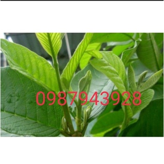 1kg lá ổi tươi