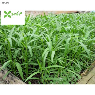 Giống rau muống (100g)