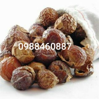 Quả bồ hòn Tây Nguyên tách hạt