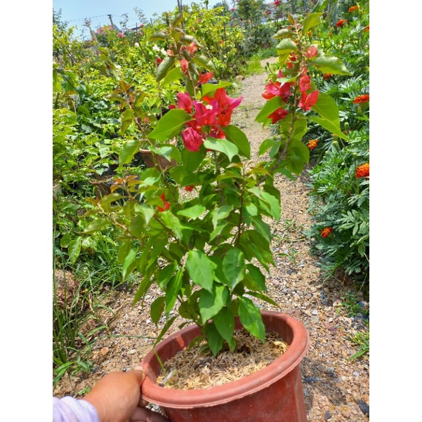 Hoa giấy tháp đỏ(  đuôi chồn)- Foxtail red
