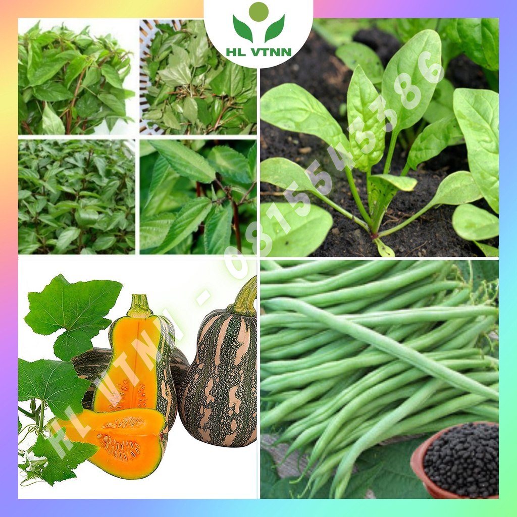 Hạt Giống Rau Các loại Dễ Trồng Chất Lượng Đảm Bảo-HL VTNN