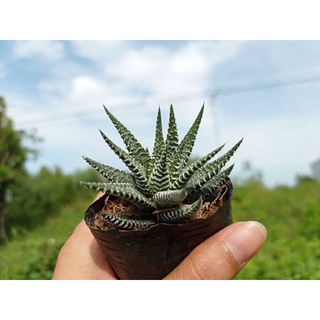 Sen đá Móng Rồng size bầu