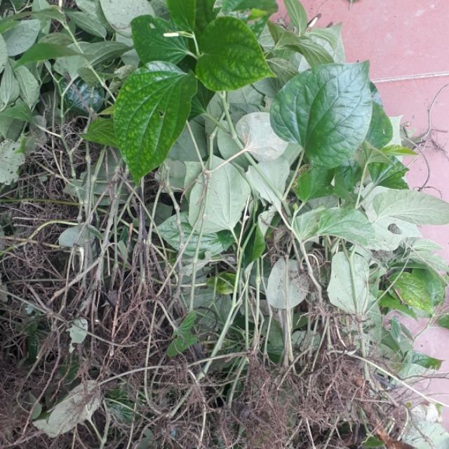 lá lốt chữa sâu răng 