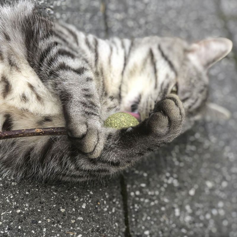 Đồ chơi cỏ mèo catnip kẹo mút nha khoa cho mèo