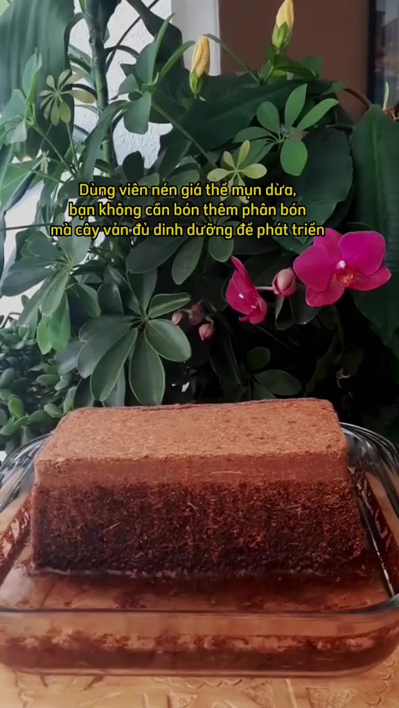 Combo đất trồng cây hữu cơ