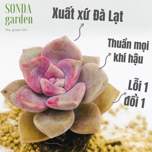 Sen đá hồng mập SONDA GARDEN size mini 2.5-4cm, xuất xứ Đà Lạt, khoẻ đẹp, lỗi 1 đổi 1