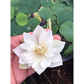 Hoa sen mini trắng cánh kép