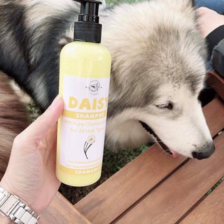 Dầu gội daisy