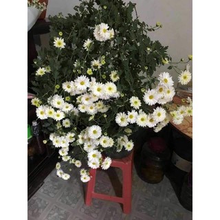 sét 10 cúc tiểu thư