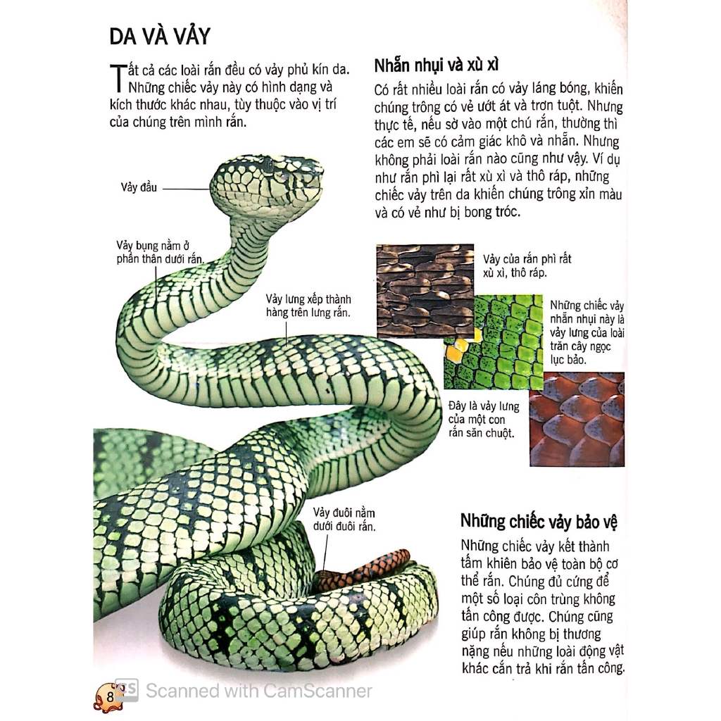 Sách - Bách Khoa Tri Thức Về Khám Phá Thế Giới Cho Trẻ Em - Các Loài Rắn