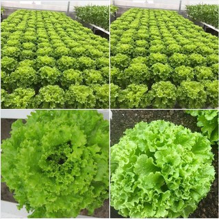 Hạt giống rau xà lách xoăn xanh - 1 gói 5gram