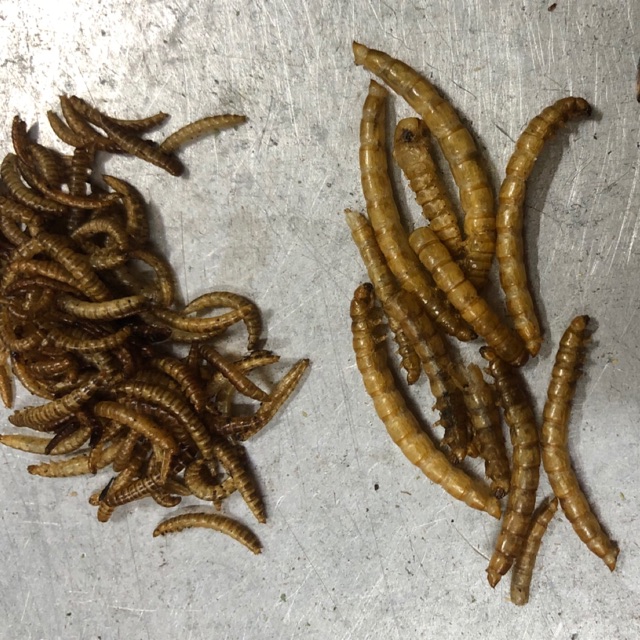 Sâu khô rang size to