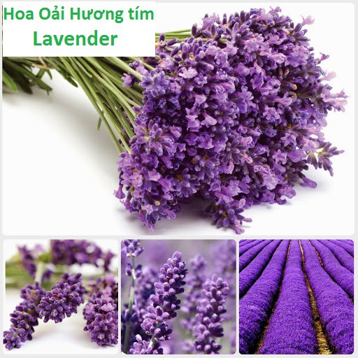 Hạt Giống Hoa Oải Hương tím- Lavender gói 50hạt