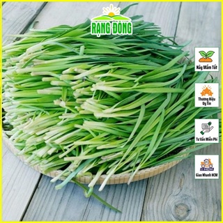 Hạt giống hẹ lá trồng quanh năm, sinh trưởng tốt - shop hạt giống