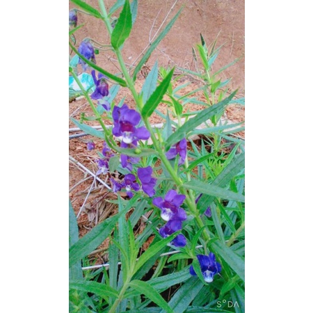 hoa violet cổ loại thơm cả lá bầu ổn định