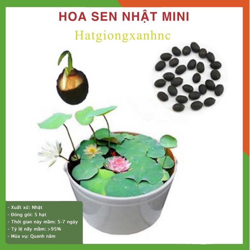 5 Hạt giống Hoa Sen Mini Nhiều Màu, Dễ Trồng, Nảy Mầm Tốt.