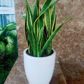 Cây 🌲 Lưỡi hổ chậu lớn