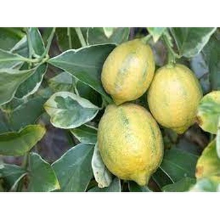 Cây giống chanh cẩm thạch