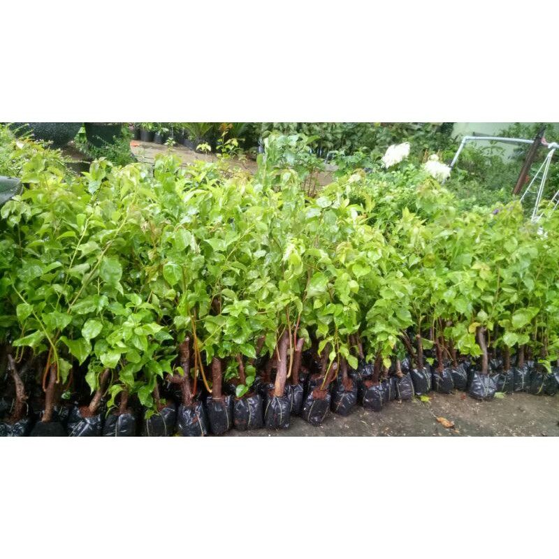 HOA GIẤY ĐƠN SẮC ĐƯỢC CHỌN MÀU